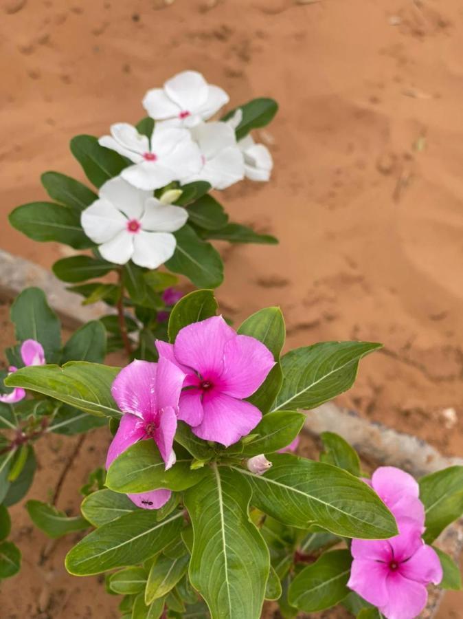 Erg Chebbi Sahara Camp Ξενοδοχείο Merzouga Εξωτερικό φωτογραφία
